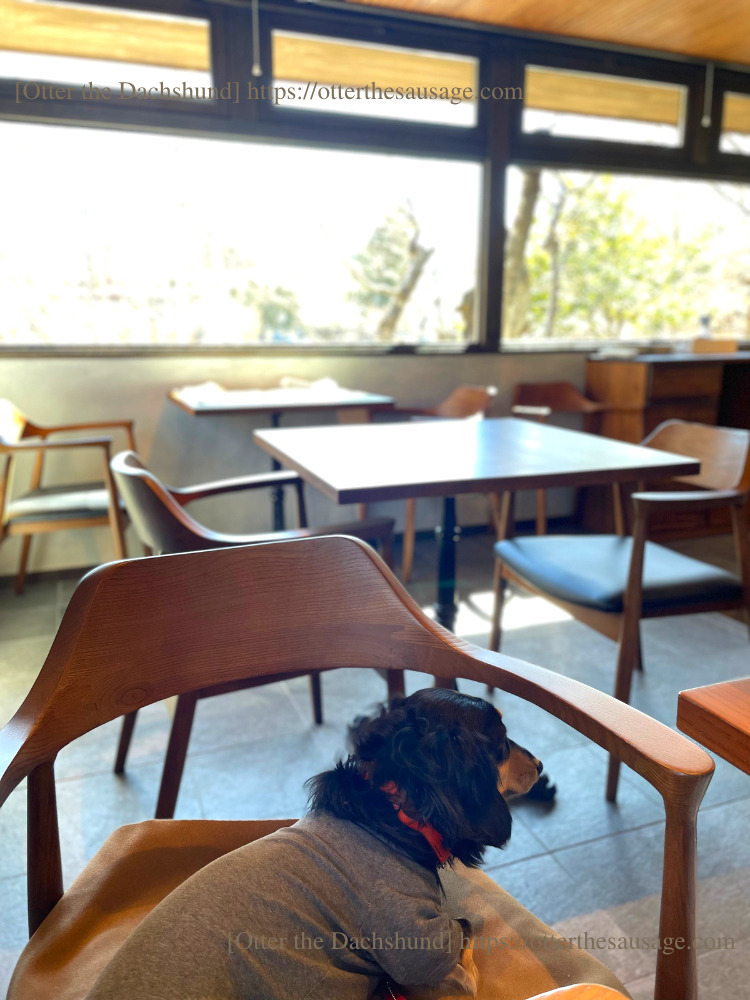photo_犬と旅行_犬連れ旅行_Á FENESTELLA TRATTORIA E PIZZERIA_ア　フェネステッラ_軽井沢_犬連れランチ_イタリアン_ピッザリア_カニンヘンダックスフンド_オッター_犬連れ席